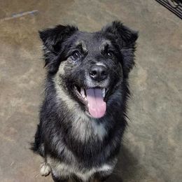 Ravyn - Australian Shepherd