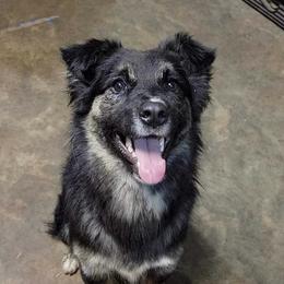 Ravyn - Australian Shepherd