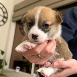 Junior - Fawn male Pembroke Welsh Corgi puppy in Chino Hills, California from Much Love Fam
