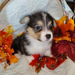 Pembroke Welsh Corgi puppies from Kathy's Corgis