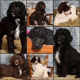 Poodle Puppies from Outlaw Canines