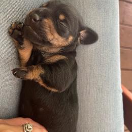 Wolfe - Black and tan male Dachshund puppy in Liberty, North Carolina from Beyond the Tail