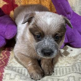 L66-06 - Red speckled male Australian Cattle Dog puppy in Sheridan, Oregon from 6pk Cattledogs