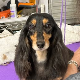 Ch Sapphire - Dachshund