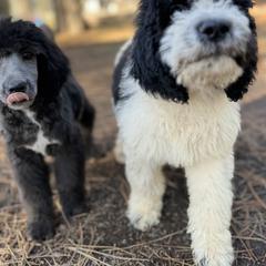 Aussiedoodle, Poodle, and Saint Berdoodle Puppies from Remington Kennels, LLC