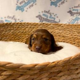 Brittany - Red female Dachshund puppy in Sterling, Colorado from Sterling Miniature Dachshunds