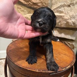 Pearl - Phantom female Bernedoodle puppy in Grand Blanc, Michigan from Halsey Poodles and Doodles