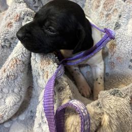 Purple girl - Black and white female German Shorthaired Pointer puppy in Morley, Michigan from Winsome Farm