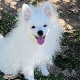 Boy Ethan - White Pomeranian puppy in Missouri from Saint Louis Pomeranian babies