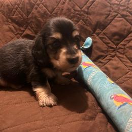 Nico - Black and cream male Dachshund puppy in Tahlequah, Oklahoma from Love Some Dogs Dachshunds & Cavalier King Charles Spaniels,Cavapoos