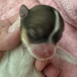 Girl 2 - Orange parti female Pomeranian puppy in Silver Springs, New York from Humehill