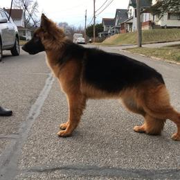 Eternity  - German Shepherd