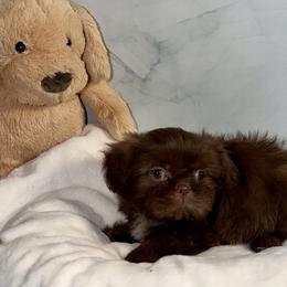 Ollie - Chocolate male Shih Tzu puppy in Ocala, Florida from Mimi's Shih-tzus of Ocala