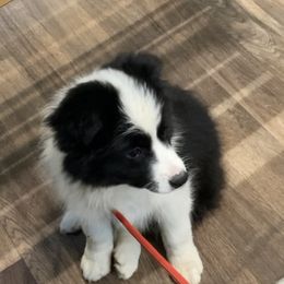 Boy 3 - male Border Collie puppy in Ashford, Connecticut from Cross Creek