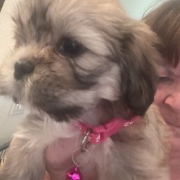 Akc Girl 1 . Hot pink collar - Cream female Lhasa Apso puppy in Chico, California from Lhasa Apsos of northern Ca . Biewer terriers of northern California