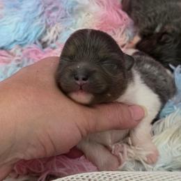 AKC Sapphire Blue tri-color parti - Blue parti female Pomeranian puppy in Gloversville, New York from ADKPOM Adirondack Pomeranians
