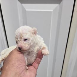 Butch - White male Maltipoo puppy in Everett, Washington from Meadows Ranch