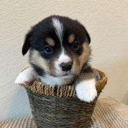 SKILLS - Black and tan male Pembroke Welsh Corgi puppy in Hinton, Oklahoma from Green Cloud Ranch