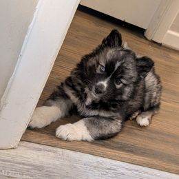 Boy 5 - Agouti and white Siberian Husky puppy in Calhoun County, Alabama from Southern Spirit Howlin' Huskies