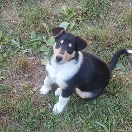 Charlene - Black white and tan female Collie puppy in Salineville, Ohio from Aryggeth Collies