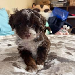 Rusty - Red tri-color male Assorted Doodle Crosses puppy in Stuart, Virginia from Lil Aussie Posse