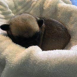 Boy 1 - Pug puppy from Khloe’s WV Pugs