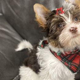 Phoebe - Chocolate tan and white Biewer Terrier puppy in La Porte, Indiana from Port-au-Prints