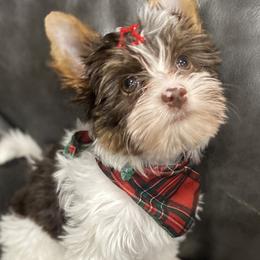 Phoebe - Chocolate tan and white Biewer Terrier puppy in La Porte, Indiana from Port-au-Prints