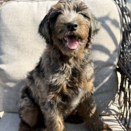 Girl 8 - Merle female Goldendoodle puppy in Norman, Oklahoma from Wilson Family Doodles LLC