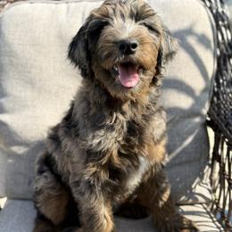 Girl 8 - Merle female Goldendoodle puppy in Norman, Oklahoma from Wilson Family Doodles LLC