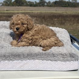 Theodore - Apricot male Poodle puppy in Carthage, Missouri from Hounds by Mishelle