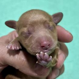Chocolate girl - Chocolate female Dachshund puppy in Bon Air, Tennessee from Clemons Mini Dachshunds of Tennessee