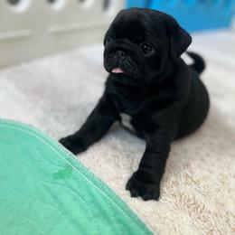 Wilson - Black male Pug puppy in Grants Pass, Oregon from Malta Pugs