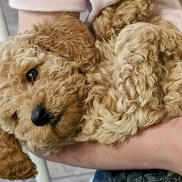 Labradoodles from SUNNY SIDE DOODLES