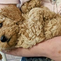 Labradoodles from SUNNY SIDE DOODLES
