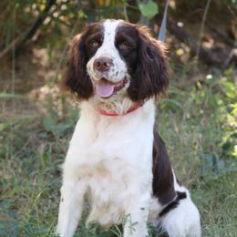 Jonah - English Springer Spaniel
