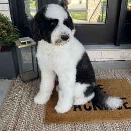 Marz - Sheepadoodle
