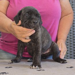 AKC and ICCF - Red collar Girl - Black brindle female Cane Corso puppy in Gorman, Texas from McOmber Country Kennels