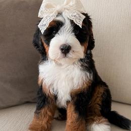 Valley (Guardian Home Only) - Tri-color female Bernedoodle puppy in Van Alstyne, Texas from Forest Haven Doodle Co.