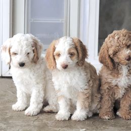 Australian Labradoodle Puppies from Grand Peaks Labradoodles