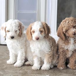 Australian Labradoodle Puppies from Grand Peaks Labradoodles