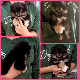 Roxy - Black and tan female Pomeranian puppy in Waterloo, Indiana from Garcias Pomeranian