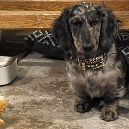 Pearl - Dachshund