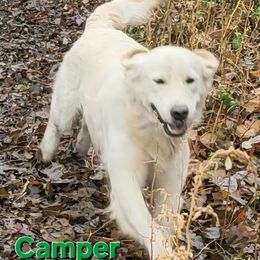 Camper - Light golden male Golden Retriever puppy in Fithian, Illinois from LOMAH Retrievers