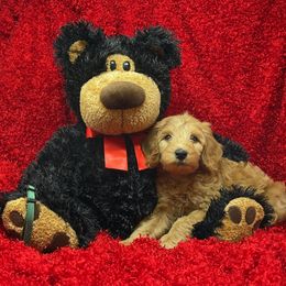 Goldendoodle Puppies from Ming’s Dynasty Doodles