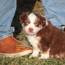 Halo - Red tri-color male Miniature American Shepherd puppy in Hillsdale, Michigan from Faithwalk Aussies and Mini American Shepherds