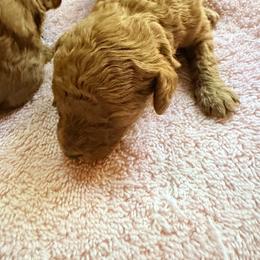 Teddy - Red  male Poodle puppy in Colerain, North Carolina from Lisa's Poodles