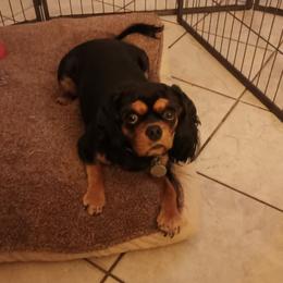 Annabell - Cavalier King Charles Spaniel