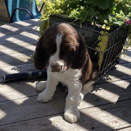 English Springer Spaniel Puppies from Micaela's Springers