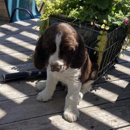 English Springer Spaniel Puppies from Micaela's Springers